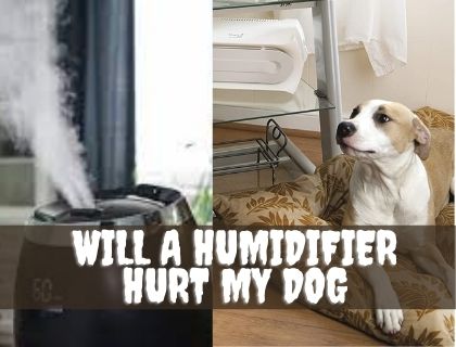 will a humidifier hurt my dog